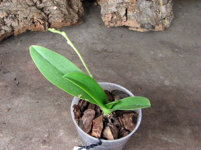 Doritaenopsis Kenneth Schubert x Doritaenopsis Purple Martin x Doritis pulcherrima 'Blue'.JPG