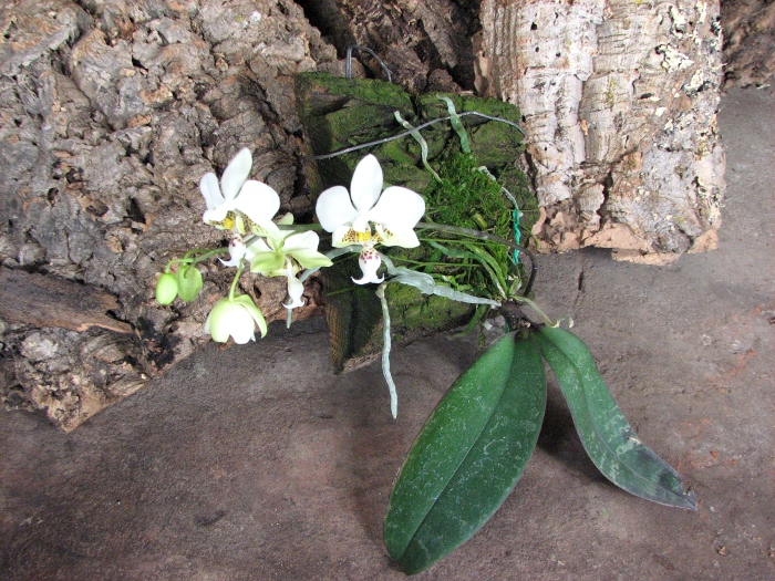 Phalaenopsis stuartiana.JPG