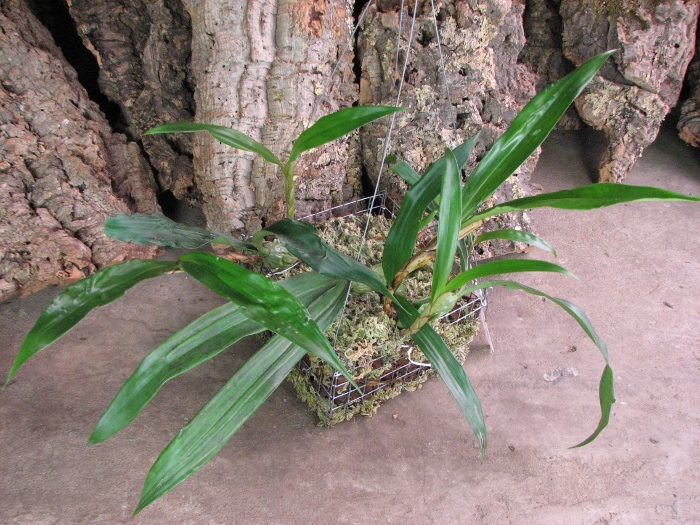 Coelogyne cristata var. hololeuca.JPG