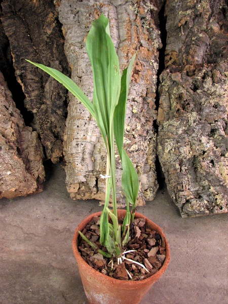 Coelogyne xyrekes.JPG