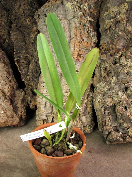 Laelia tenebrosa vinicolor x Laelia tenebrosa 'Richard'.JPG