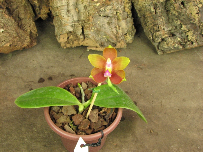 Phalaenopsis amboinensis x Phalaenopsis Penang Girl.JPG