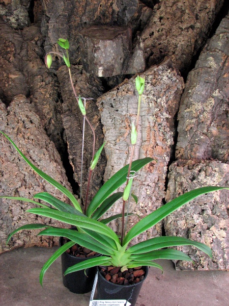 Phragmipedium Memory Dick Clements (besseae x sargentianum).JPG
