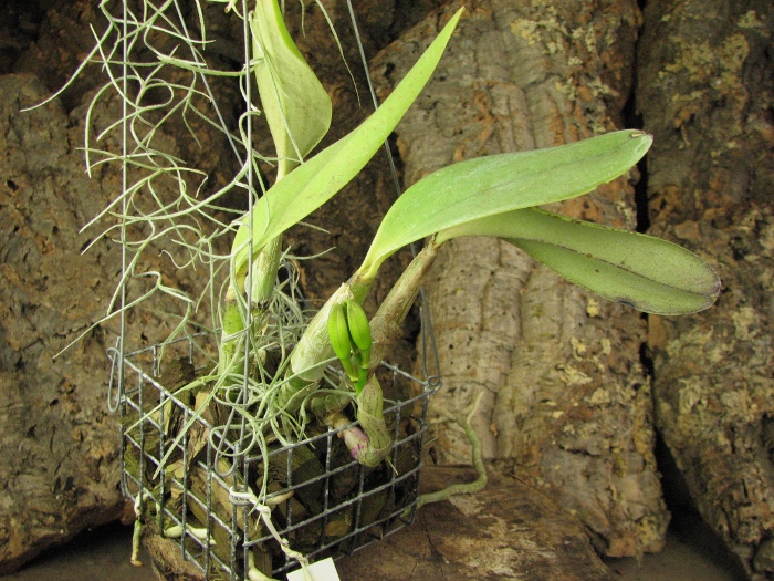 Cattleya walkeriana.JPG