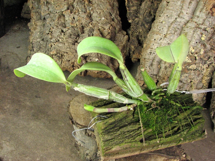 Cattleya walkeriana.JPG