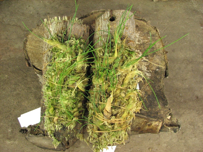 Isabelia virginalis.JPG