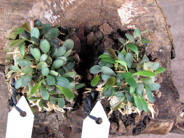 Pleurothallis grobyi.JPG