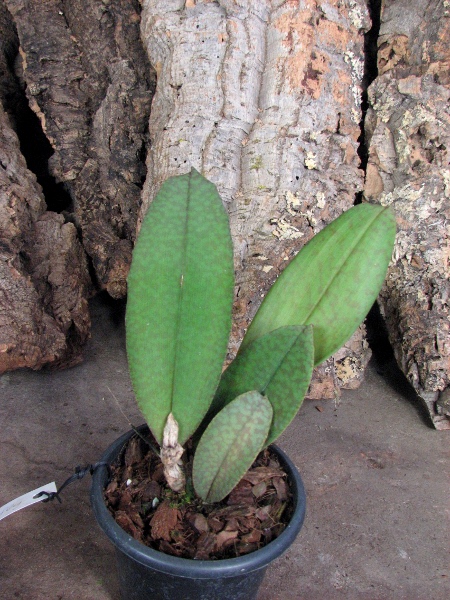Psychopsis Butterfly (sanderae x papilio).JPG