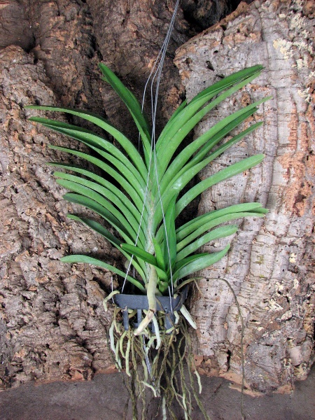 Ascocenda Princess Mikasa Pink.JPG