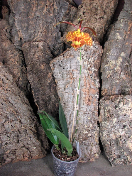 Psychopsis Kalihii 'Big'.JPG