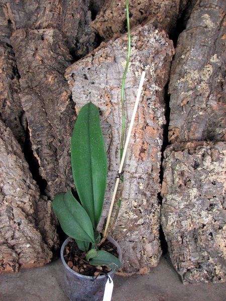 Psychopsis Mariposa 'Green Valley'.JPG