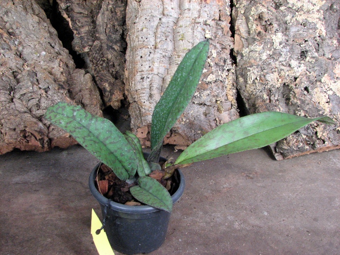 Psychopsis Mendenhall 'Hildos'.JPG