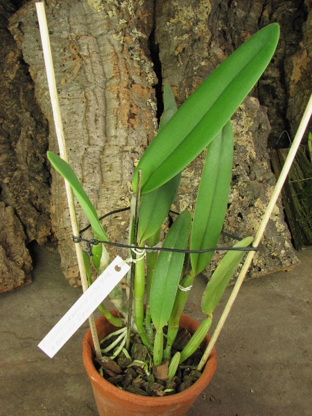 Cattleya lueddemanniana alba 'OMG' x Cattleya lueddemanniana coerulea 'Siquesique'.JPG