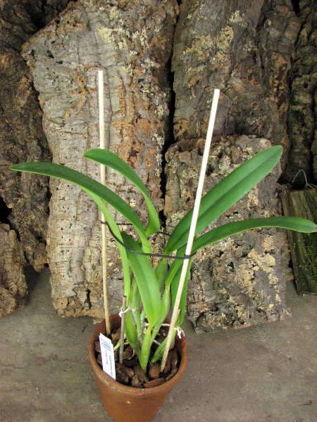 Cattleya lueddemaniana (color overlap x Irina).JPG