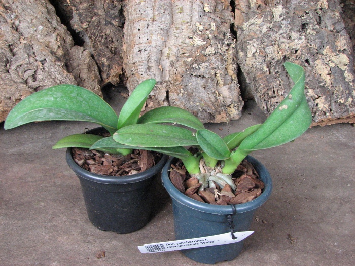 Doritis pulcherrima f. champorensis 'White'.JPG