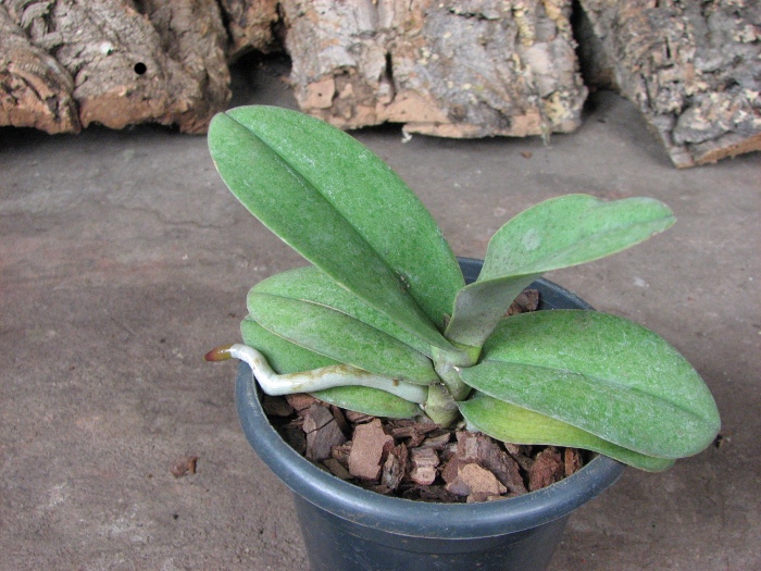 Doritis pulcherrima f. champorensis 'Pink'.JPG