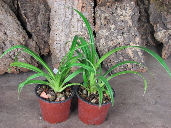 Phragmipedium Petit Anquette (pearcei x dalessandroi).JPG