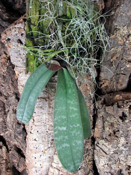 Phalaenopsis schilleriana.JPG