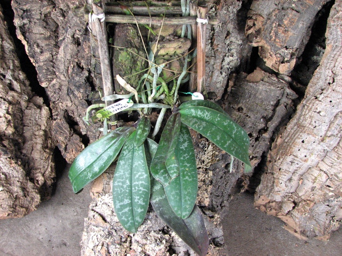 Двойное растение с деткой.