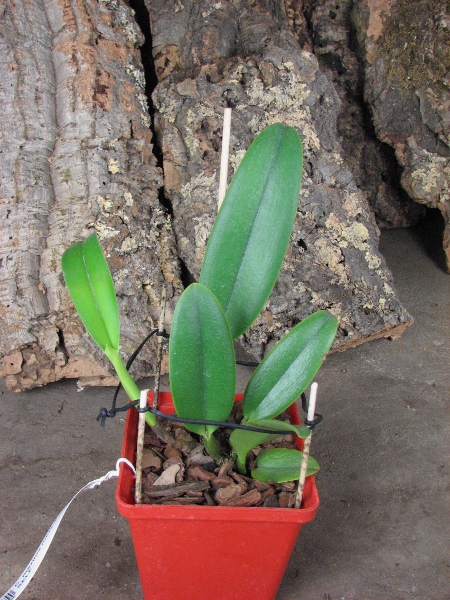 Cattleya maxima rubra 'Peruana' x SELF.JPG