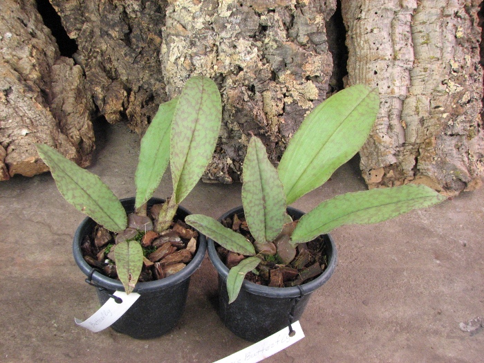 Psychopsis Butterfly (sanderae x papilio).JPG