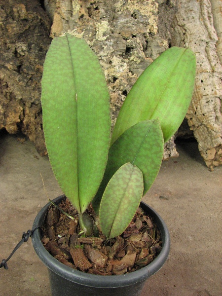 Это растение которое я вам показывала, уже без покрывающей пленочки.