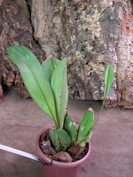 Trichopilia hennisiana.JPG