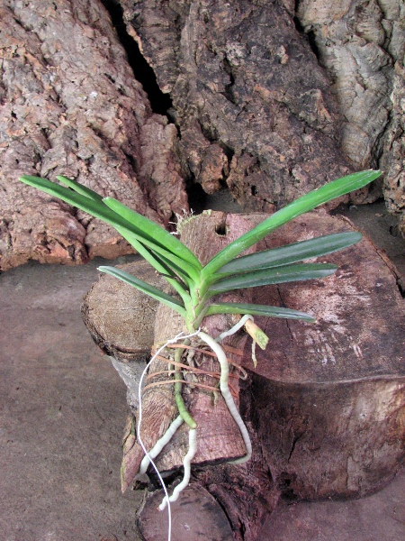 Ascocentrum miniatum.JPG