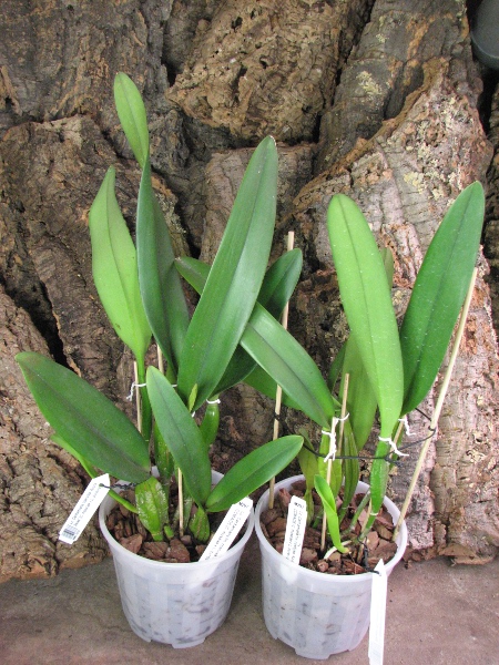 Левое растение с чехлом и новым ростом.