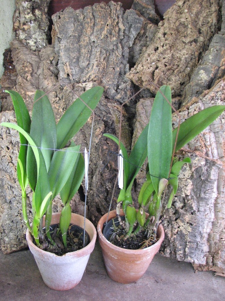Brassolaeliocattleya Pamela Hetherington.JPG