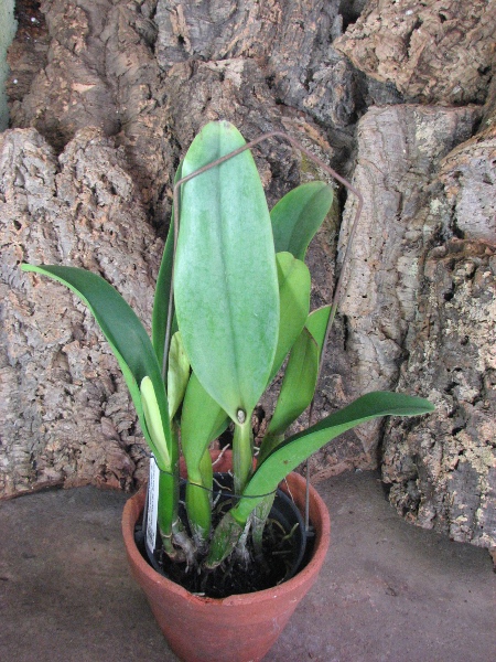 Brassolaeliocattleya Pink Empress 'Ju-Sen' (Bc. Mount Hood x Blc. Bryce Canyon).JPG