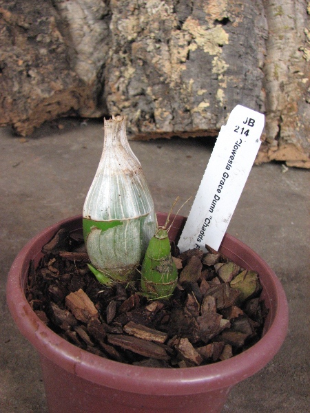 Clowesia Grace Dunn 'Chadds Ford'.JPG