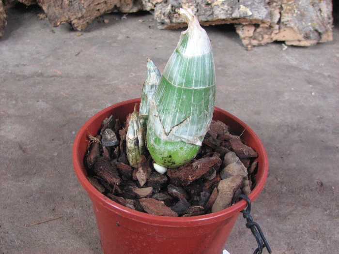 Clowesia dodsoniana.JPG