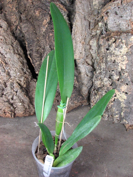 Brassolaeliocattleya Fort Watson 'Mendenhall'.JPG