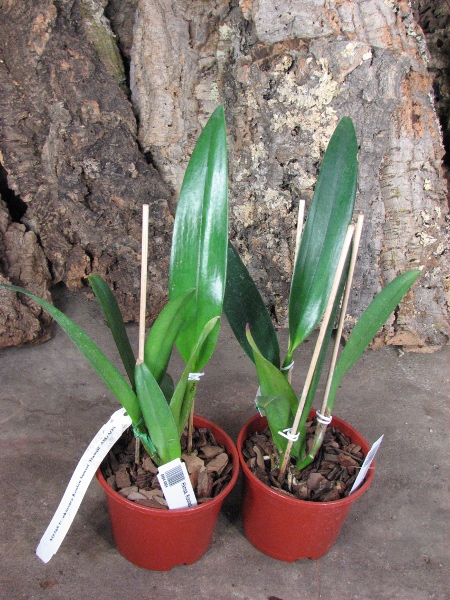 Hawkinsara Koolau Sunset 'Hawaii'.JPG