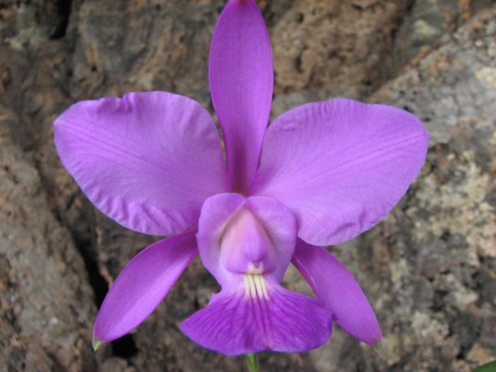 Cattleya walkeriana var. princeps.JPG