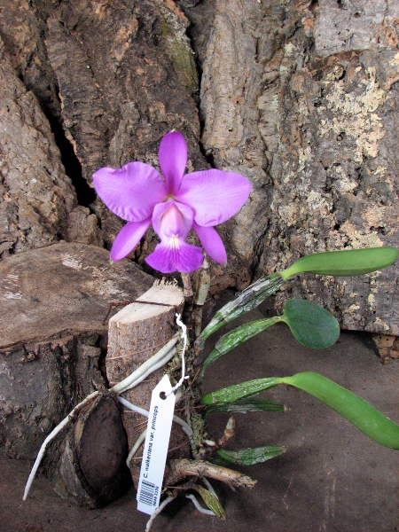 Cattleya walkeriana var. princeps.JPG