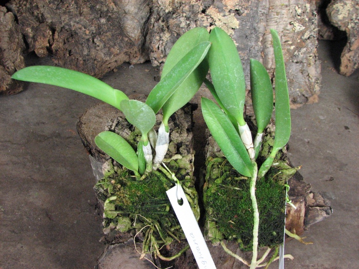 Laelia jongheana.JPG
