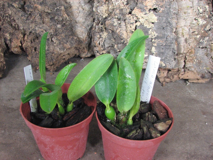 Laelia alaori x praestans.JPG