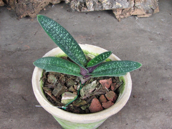 Paphiopedilum micranthum.JPG