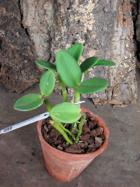 Cattleya intermedia amethystina.JPG