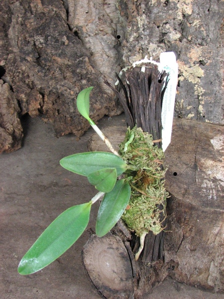 Cattleya intermedia fma. Aquinii 'Vinicolor'.JPG