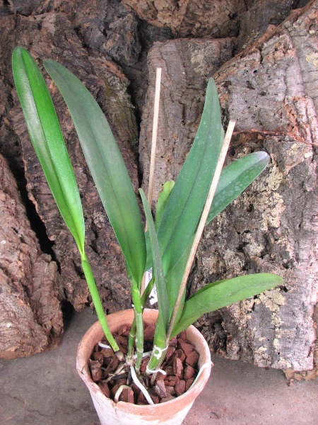 Brassolaeliocattleya (Julio Barbiero x Saint Helena Sound).JPG