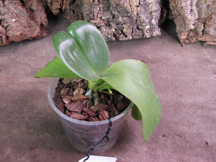 Phalaenopsis Mituo Sun 'Mituo #1' x Phalaenopsis Ld's Bear Queen.JPG