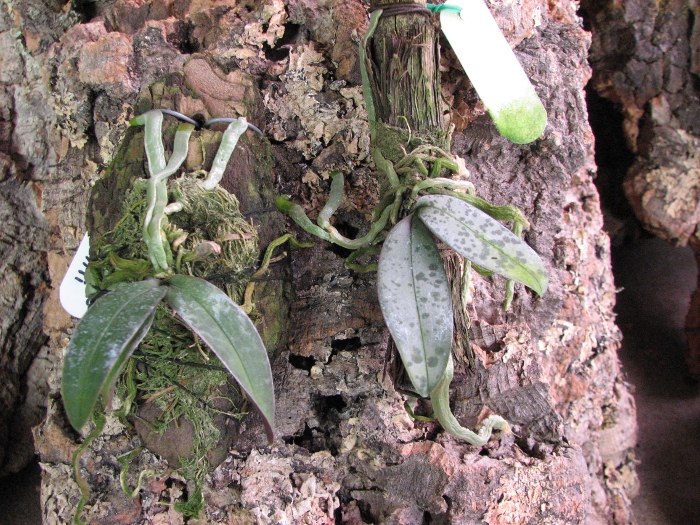 Phalaenopsis lindenii.JPG