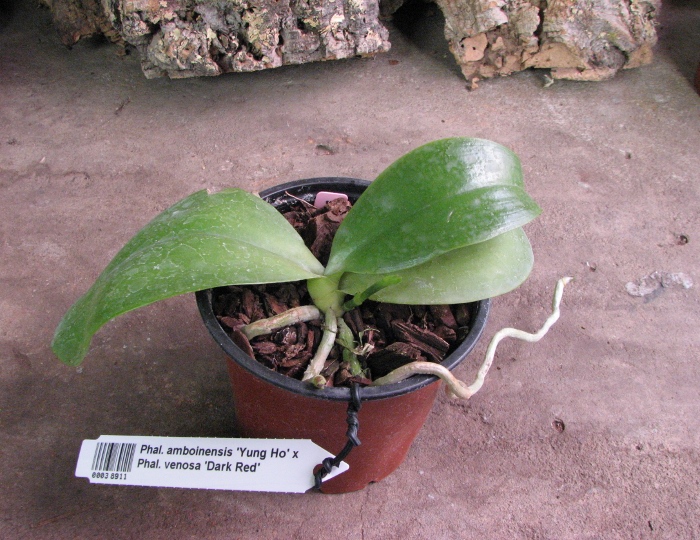 Phalaenopsis amboinensis 'Yung Ho' x Phalaenopsis venosa 'Dark Red'.JPG
