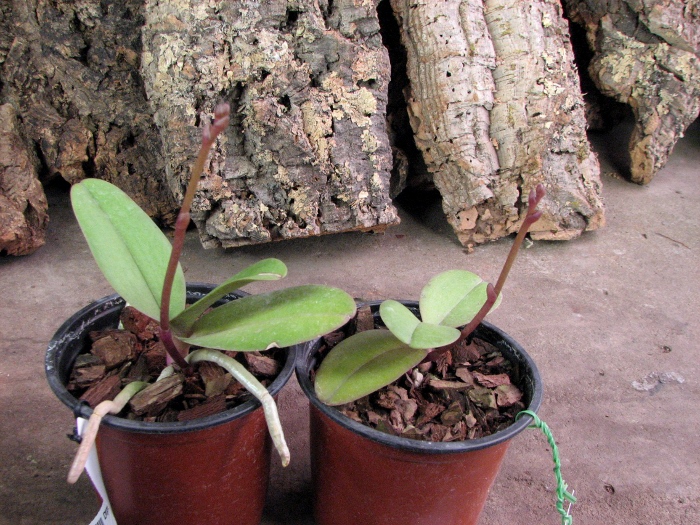Doritaenopsis Lius Sakura.JPG