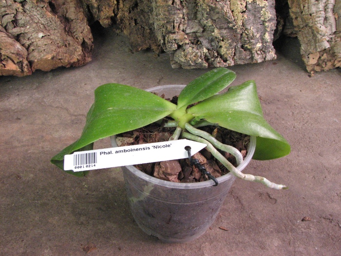 Phalaenopsis amboinensis 'Nicole'.JPG