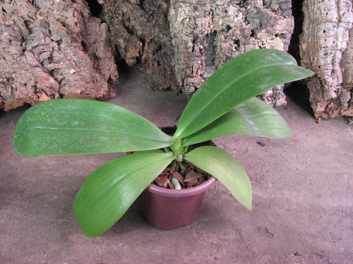 Doritaenopsis Sogo Meili x Phalaenopsis Ld's Bear Queen.JPG