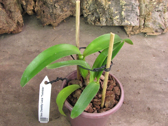 Diacattleya Chantilly Lace 'Twinkle'.JPG